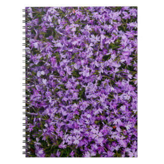 Caderno Espiral Flores Vibrantes de Phlox de Primavera – Fotografi