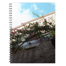 Floresce o Inverno em Scalea