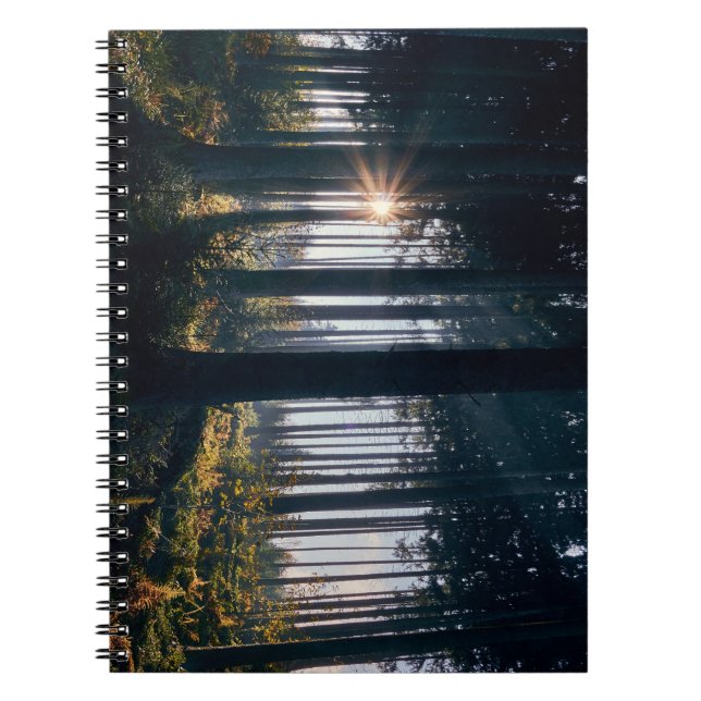 Caderno Espiral Floresta, árvores, luz solar (Frente)