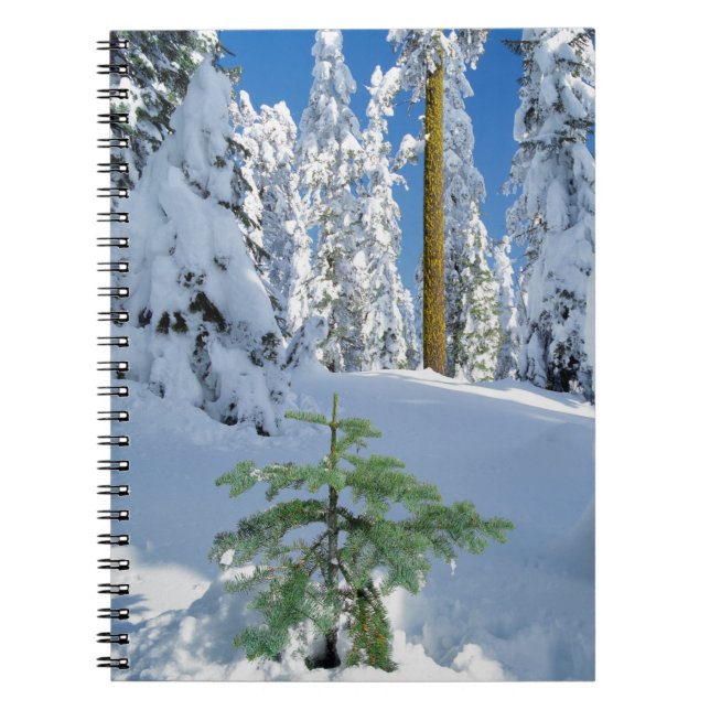 Caderno Espiral Floresta Coberta de Neve em Oregon (Frente)