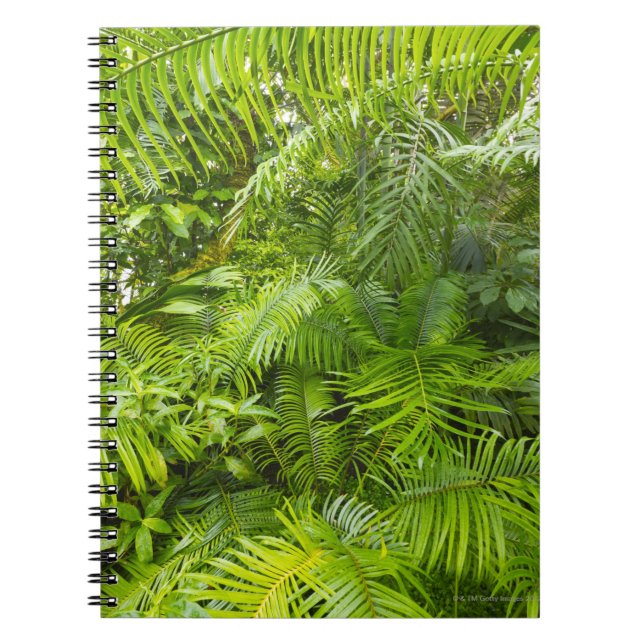 Caderno Espiral Floresta húmida de Amazon, Amazónia, Brasil (Frente)