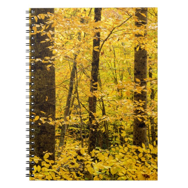 Caderno Espiral Floresta Nacional de Fall Pisgah (Frente)