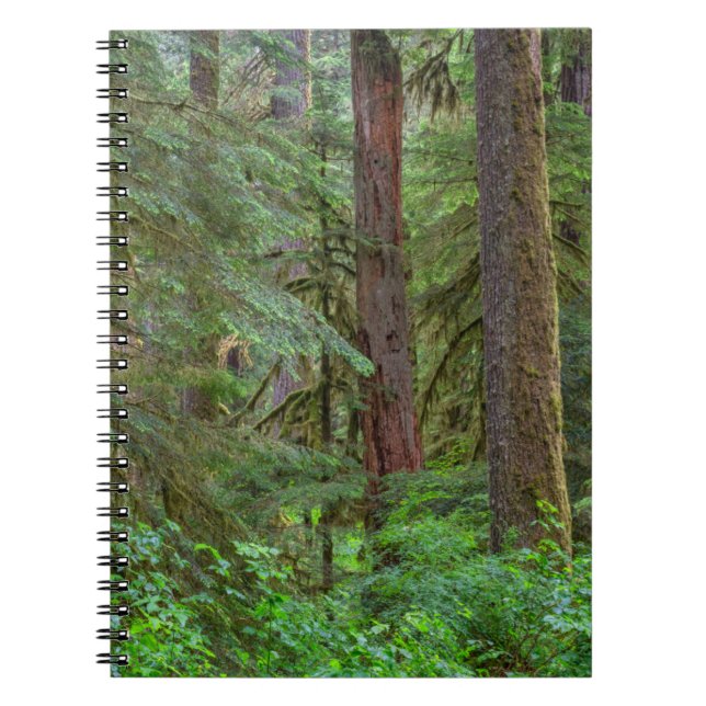 Caderno Espiral Floresta Nacional Willamette | Oregon (Frente)