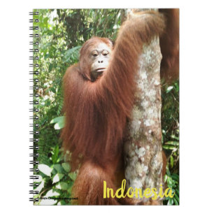 Caderno Espiral Floresta Tropical de Borneo Orangutan