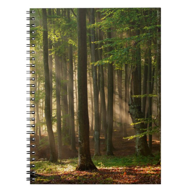Caderno Espiral Florestas | Florestas do outono (Frente)