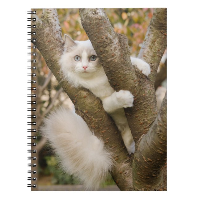 Caderno Espiral Fluffy Cat com olhos azuis em uma árvore (Frente)