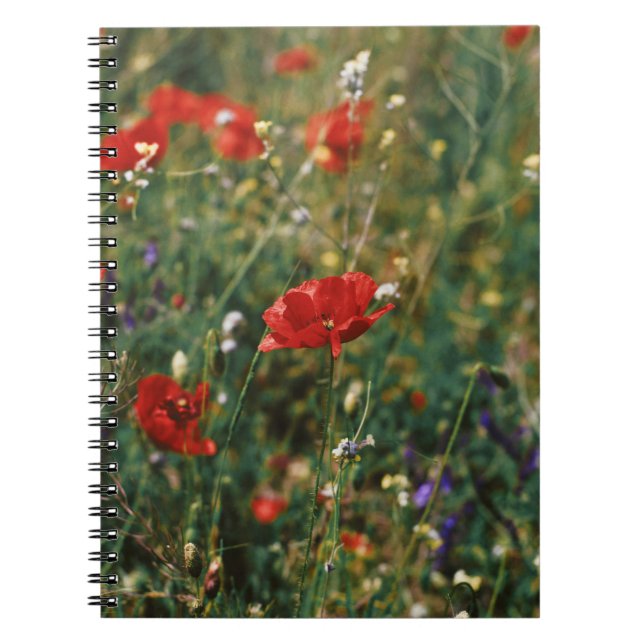 CADERNO ESPIRAL FLUXAS LINDAS (Frente)