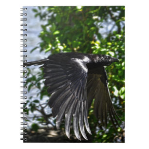 Caderno Espiral Flying Raven in Sunlight Wildlife Photo