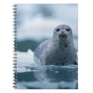Caderno Espiral foca-comum-do-pacífico, Phoca vitulina richardsi