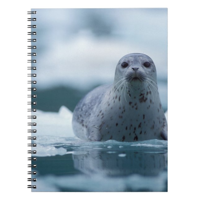 Caderno Espiral foca-comum-do-pacífico, Phoca vitulina richardsi (Frente)