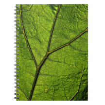 Folha de Borboleta Verde