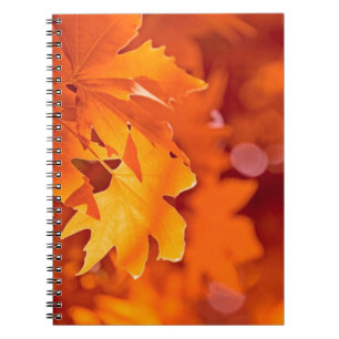 Caderno Espiral Folhas de outono
