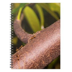 Caderno Espiral Formigas Tecelãs em Madeira