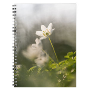 Caderno Espiral Foto da natureza da flor branca