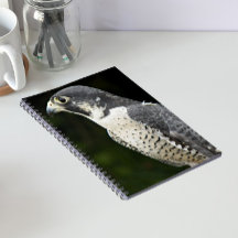 Foto da Natureza do Falcão-peregrino
