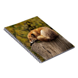 Caderno Espiral Foto da raposa que dorme