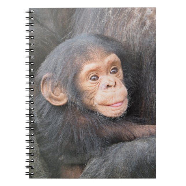Caderno Espiral Foto de Bebê Chimpanzé Fofo (Frente)