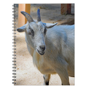 Caderno Espiral Foto de Capim Branco Bonito