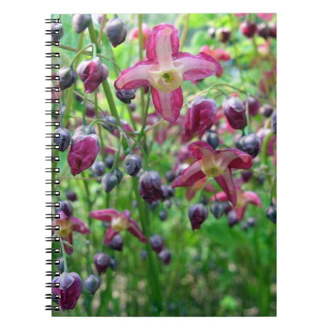 Caderno Espiral Foto de Primavera das bonito Fadas (Epimedium) (Frente)