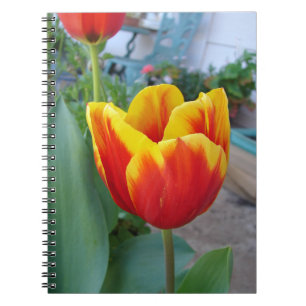 Caderno Espiral Foto do Jardim Floral de Tulip Vermelho e Amarelo