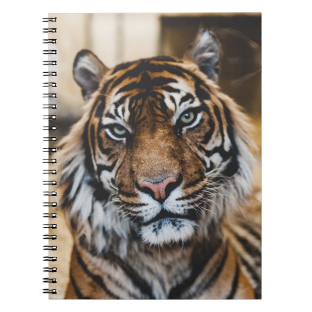 CADERNO ESPIRAL FOTO DO ROSTO DE TIGER (Frente)