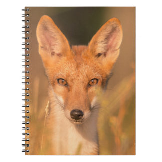 Caderno Espiral Fotografia da Vida Selvagem Olhos da Raposa Vermel