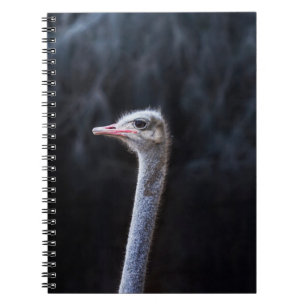 Caderno Espiral Fotografia de Avestruz