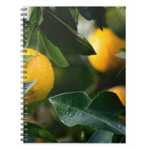 Caderno Espiral Fotografia de Fruta de árvore limão