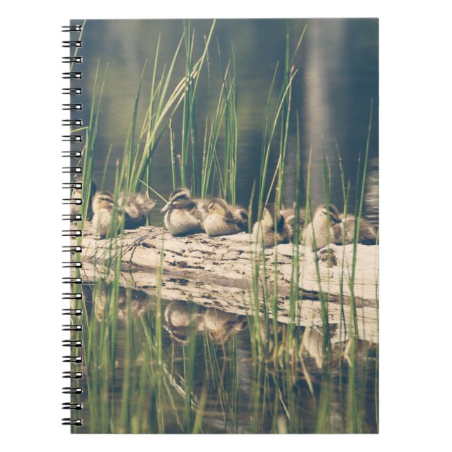 Caderno Espiral Fotografia de Kelly Nickels / Patos em um log (Frente)