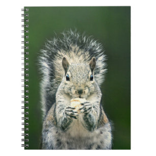 Caderno Espiral Fotografia de vida selvagem de esquilo bonito