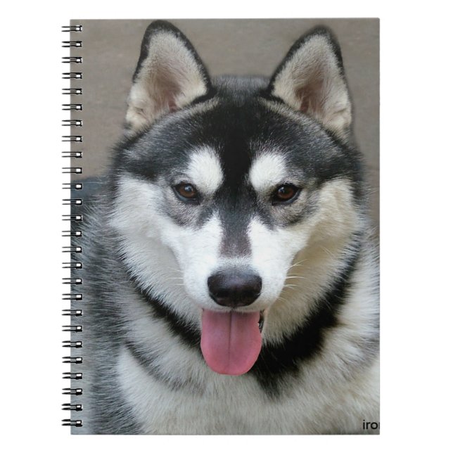 Caderno Espiral Fotografia do Cão Malamute no Alasca (Frente)
