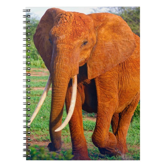 Caderno Espiral Fotografia do Elefante Africano Adulto (Frente)