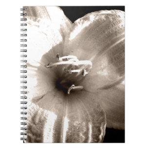Caderno Espiral Fotografia do lírio preto e branco