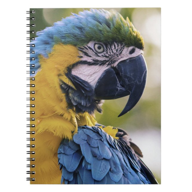 Caderno Espiral Fotografia do Retrato do Perfil do Macaw (Frente)