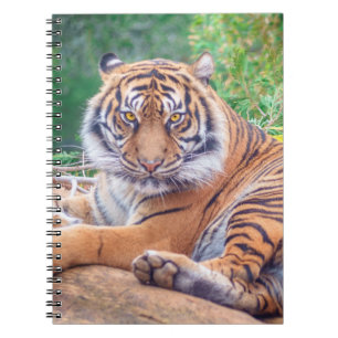 Caderno Espiral Fotografia do Tigre de Reclinagem Estonteante