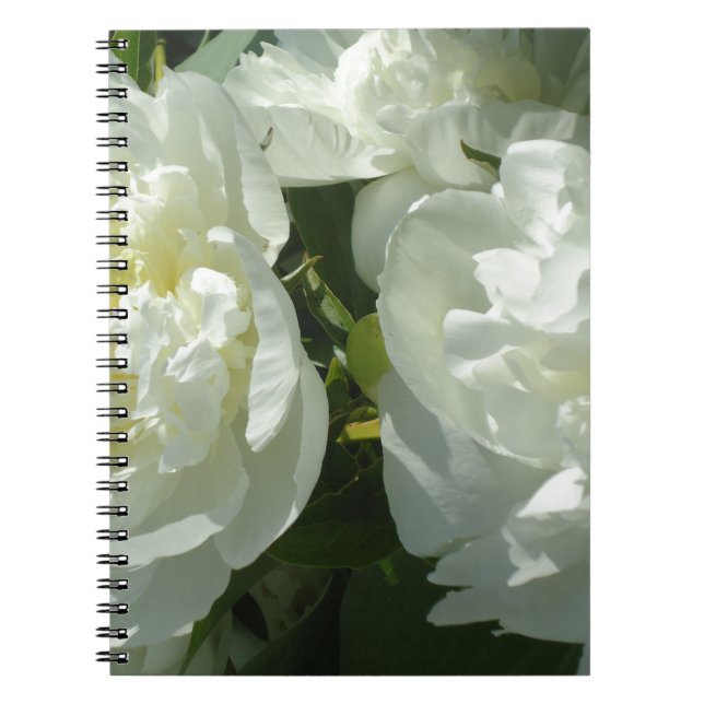 Caderno Espiral Fotografia floral branca de pénia branca Elegante (Frente)
