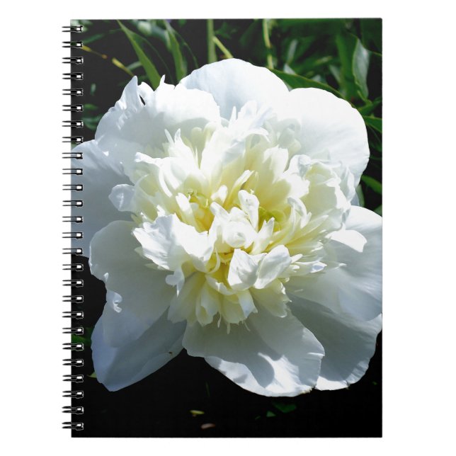 Caderno Espiral Fotografia floral branca de pénia branca Elegante (Frente)