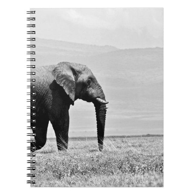 CADERNO ESPIRAL FOTOGRAFIA GRAYSCALE DE ELEPHANT (Frente)