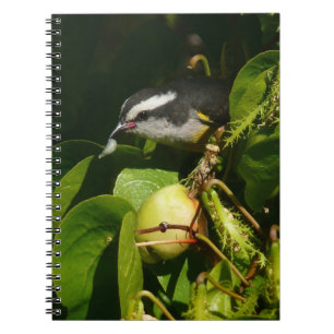 Caderno Espiral Fotografia tropical de alimentação de aves de Bana