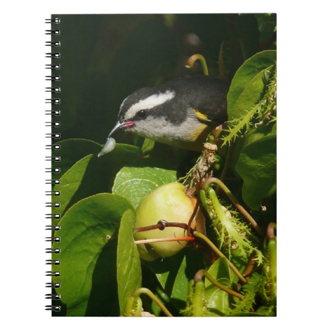 Caderno Espiral Fotografia tropical de alimentação de aves de Bana (Frente)