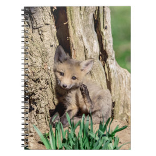 Caderno Espiral Fox Kit no Vale do Hudson