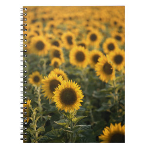 Caderno Espiral França, Vaucluse, campo de girassóis