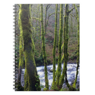 Caderno Espiral Fuga de Queda de Véu Bridal, OU
