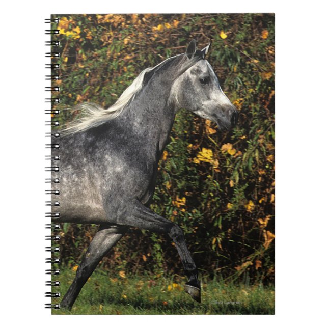 Caderno Espiral Funcionamento dos árabes: Outono (Frente)