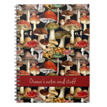 Fungos de cogumelo-do-mato-vermelho