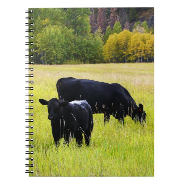 Caderno Espiral Gado preto de Angus que pasta no campo de grama (Frente)