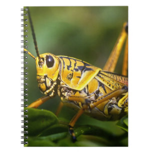 Caderno Espiral Gafanhoto, Parque Nacional Everglades, Flórida,