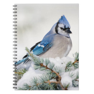 Caderno Espiral Gaio-azul em Cedro-do-atlas Azul