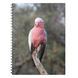 Caderno Espiral Galah