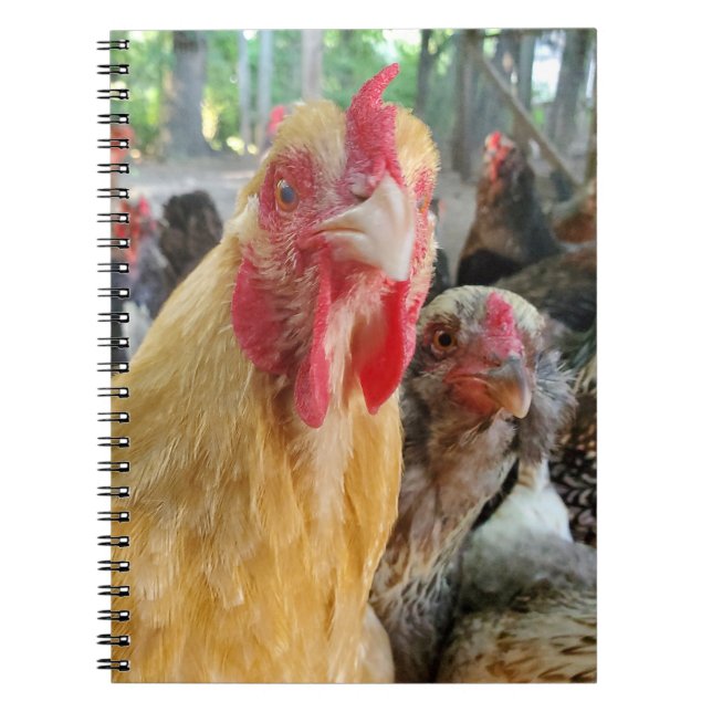 Caderno Espiral Galinhas (Frente)